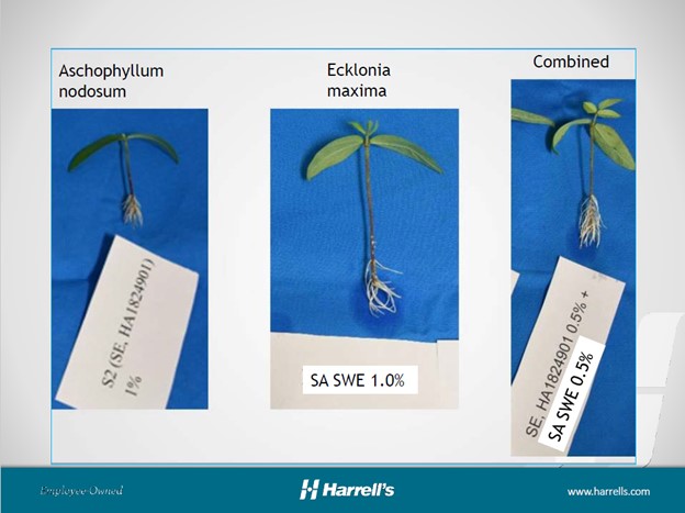 image comparing Ascophyllum nodosum, Ecklonia maxima, and a combonation of both